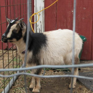 photo Goat - Taken in the goat pen on January13, 2020 by Karen Schoenaar