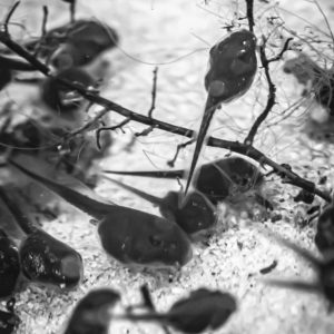 photo Tadpoles Schooling - Taken at the Duck Pond on May 27, 2020 by Stephen Reali