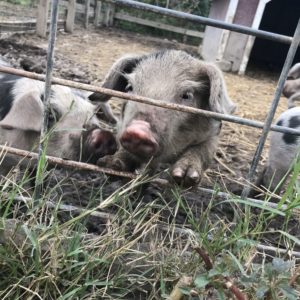 photo Pigs at Play - Taken in September 2020 by Abby Popp