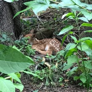 photo Hiding Fawn - Taken near the Disc Golf course in June 2020 by Marian Brophy