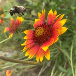 photo Deep Bee of Blankets - Taken at Garden Plot #111 of bee leaving “Blanket Flowers” on August 22, 2020 by Josh & Joanne McCallum
