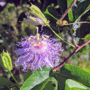 photo Purple Passion Flower - Taken near the garden and chicken coop behind the lower cow fields on July 10, 2020 by Carol Collins