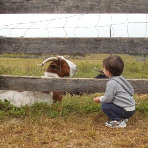 photo Making a New Friend - Taken at the goat pasture on October 10, 2020 by Donna Corcoran