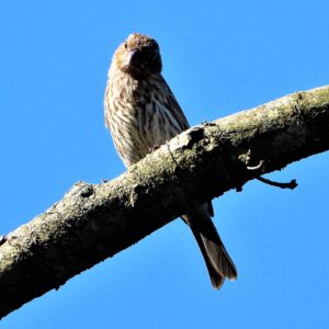 photo House Finch at the Farm - Taken along one of the trails on June 6, 2022 by Mary Gallo