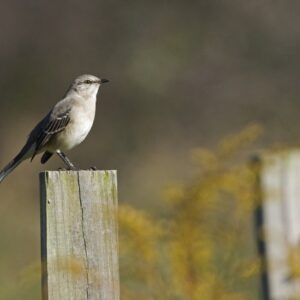photo Northern Mockingbird - Taken at the cow pasture on October 9, 2022 by Dominic "Mickie" Vigneri