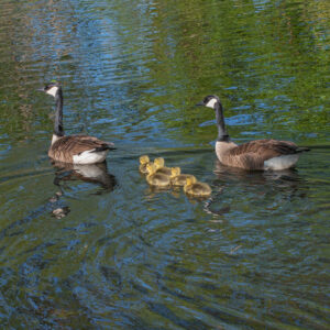photo Family Vacation - Taken at the Duck Pond on May 10, 2022 by Nisha Wolfe
