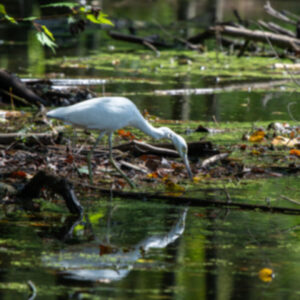 photo Sun Dappled Seeker - Taken at Bunk’s Pond the morning of September 28, 2025. by Chris Augelli