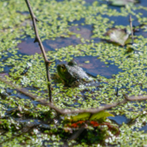 photo Bunk’s Pond Camouflage - Taken at Bunk’s Pond the morning of September 28, 2025. by Chris Augelli
