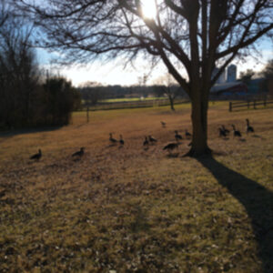 photo Geese in a Field - Taken in December near the Duck Pond. by Camden Steelman