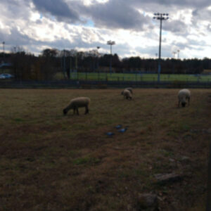 photo Sheep in a Field - Taken in December near the sheep field. by Camden Steelman