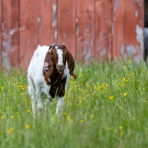 photo Where is My Friend Going? - Taken on May 9, 2025, in the goat pen. I just really like how the Goat in the background was watching the other Goat. by Jason Bourdette