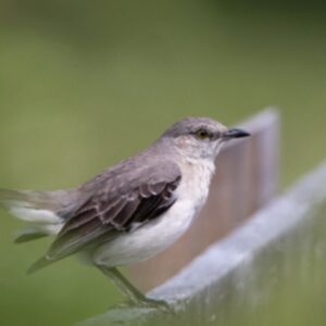 photo To Blur a Mockingbird - Taken on May 30,2025, near the field where the cows graze. by Jason Bourdette
