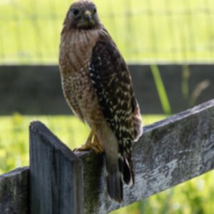 photo On The Hunt - Taken on June 9, 2025, near the Duck Pond. This Red Shouldered Hawk was hunting for food. by Jason Bourdette