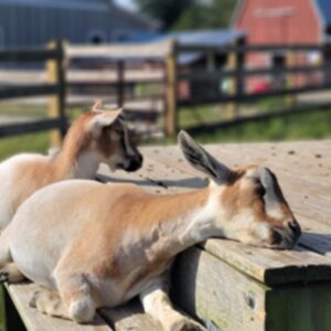 photo Sun Kissed Kids - Sister Nigerian Dwarf goats Yasha and Praylene soaking up the sun before breakfast on August 31, 2025. by Margaux Carlin