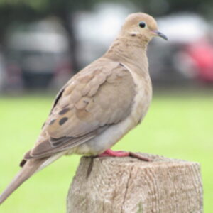 photo Mourning Dove - I found this mourning dove on the fence post across from the Community Gardens section of the park. He posed for this photo on August 5, 2025. by Karen Schoenhaar