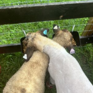 photo Crisscross - This is a photograph of my 4-H lamb, Freddie, with his friend Patrick that was taken in June. by Lucy Perkowski (Age 11)