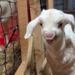 photo Hello World - Taken in the sheep barn on February 4, 2026. by Eric Larsen