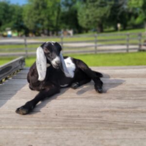 photo Time to Relax - Nubian Doeling, Princess Oreo soaks up the sun and relaxes after enjoying breakfast on June 6, 2025. by Gavin Carlin