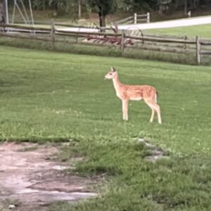 photo Fawning Around - Taken by the chicken coup on August 22, 2025. by Michael Schaefer (age 11)