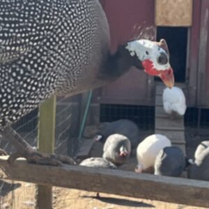 photo The Boss - Taken in the poultry area in the afternoon on February 27, 2026. by Nancy Pino