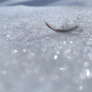 photo Feather in the Snow - Taken in January 2026 of a loose feather in the snow. The sun lit up the snow for a nice backdrop. by Bryan Pegues