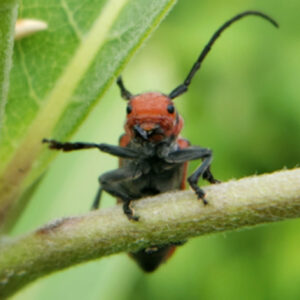photo Milkweed Longhorn - Found on milkweed around the pollinator garden on June 29, 2025. by Shane Windsor