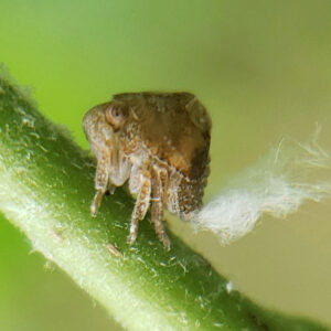 photo Fluffy Planthopper - Found clinging to a plant sticking out on the trail along the field just north of the Friends of KFP garden on June 29, 2025. by Shane Windsor