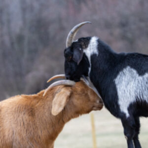 photo A Goat’s Gentle Kiss - Taken in the main field on March 14, 2025. by Kurt DeLorenzo