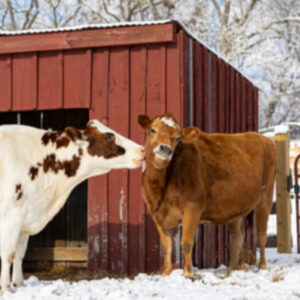 photo Barnyard Kiss - Taken in the main field on December 14, 2025. by Kurt DeLorenzo