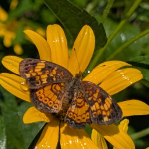 photo Pearl Crescent Butterfly on a Flower - Taken in the Polinator Garden on July 5, 2025. by Ranger Kerry Brooks
