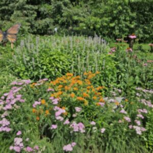 photo A Monarch's Garden - Taken next to the butterfly sanctuary on June 20, 2025. by Jessica Phipps