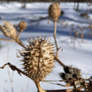 photo Natural Gold - Taken in February 2026 near the pond. Plant grows near the fallen tree. by Kathryn Pegues