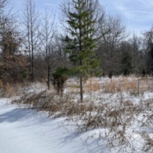 photo Green Tree - Taken while on a snowshoeing adventure with my mom in January  2026. I liked how the tree was the one green thing in its area, almost like being there to symbolize not giving up. by Bryan Pegues