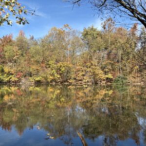 photo Reflections on Fall - Taken on October 25, 2025,at the pond next to Gali Sanchez Way. by Rosalie Spielman