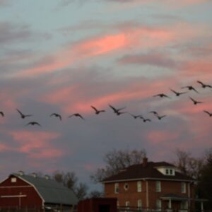 photo Geese Fly Over the Farmhouse and Barn - This was taken on Nov. 5, 2025, the night of the Beaver Moon, the brightest supermoon of the year…After the sun set, however, the twilight skies offered a beautiful coloring, and several groups of geese flew over the barns and silos… by Mirjam Spaar