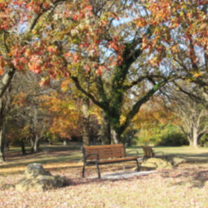 photo Sit and Relax - This pretty spot to relax is across from the community gardens, near the disc golf area. The photo was taken on October 27, 2025. by Karen Schoenhaar