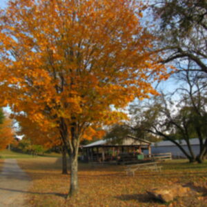photo Autumn Splendor - This was a beautiful autumn day, October 27, 2025,  when I took this photo near the Sawmill. by Karen Schoenhaar