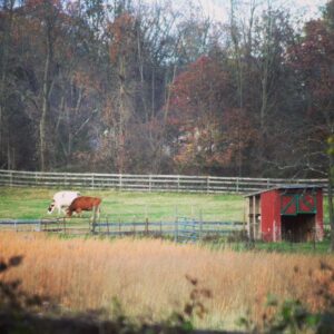 photo Fall on the Farm - Taken in the back field at the end of the Pollinator Garden walk in October. by Rhonda Borror