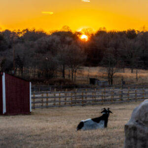 photo The Day Ends Softly - Taken of the main field on February 21, 2026. by Kurt DeLorenzo