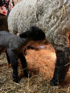 photo Buttons' babies