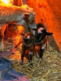 Malibu Piper's babies