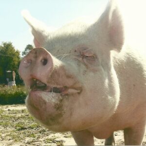 photo Penny Sue -  by Christie Raines