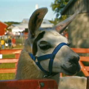 photo Llama -  by Rebecca Dennet