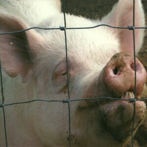 photo Penny Sue Smiles -  by Donna Dennett