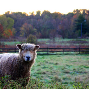 photo Sheep in Field -  by Cecilia Surodjawan
