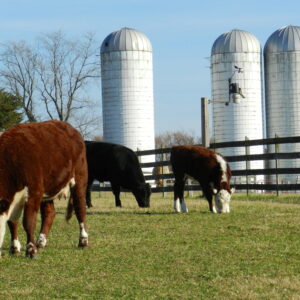 photo Grazing by the Silos -  by Cathy Graves