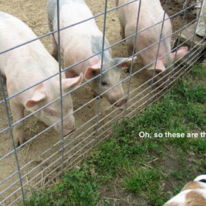 photo Taken by KFP pig pen by Maddy Beyer