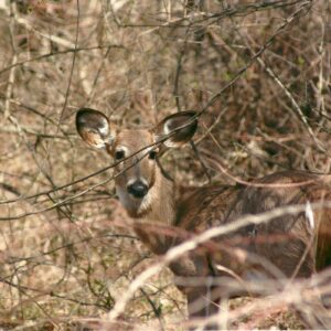 photo Taken on 4/4/2011 of deer in woods near disc golf area by Karen Schoenhaar