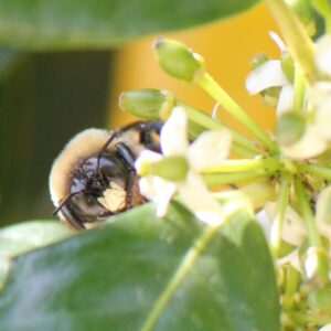 photo Taken of bumblebee collecting pollen from flowers in the community garden at Kinder Farm Park by Julianna M. Bouffard