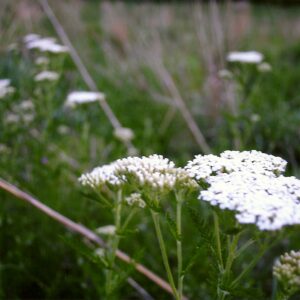 photo Taken on 5/27/2011 on paved walking trail near Whips area by Patrick May